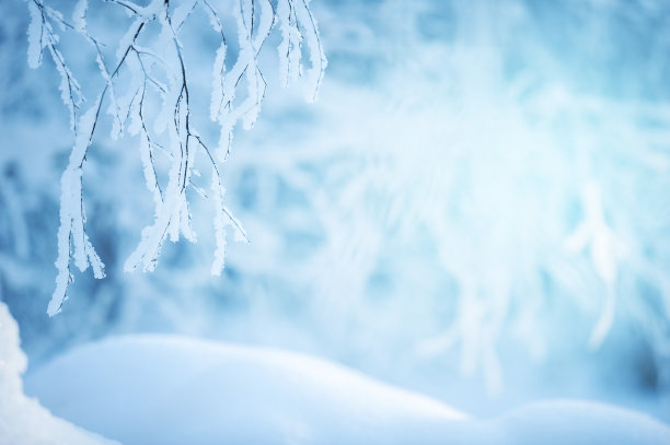 白桦雪景