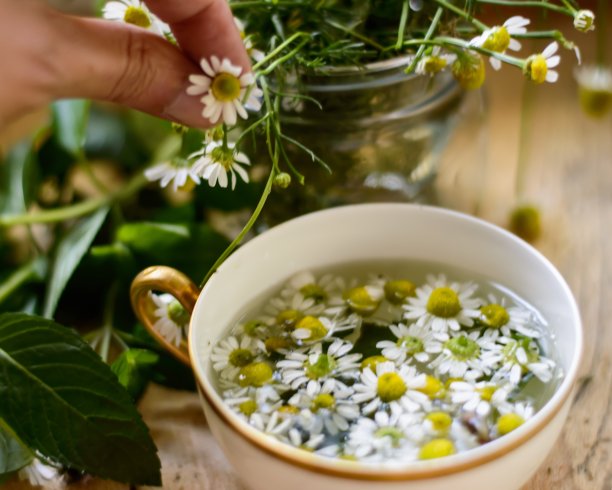 洋甘菊茶形象海报