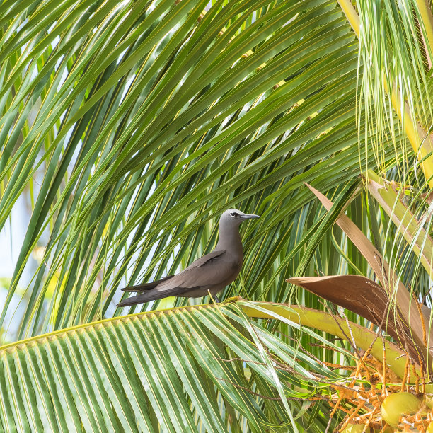 椰树鸟