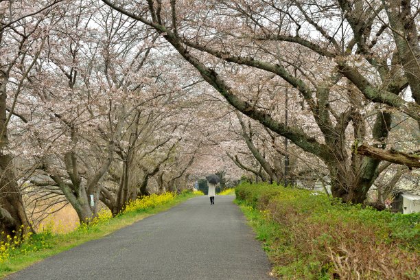 樱花祭