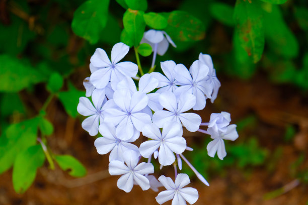 淡蓝色花卉
