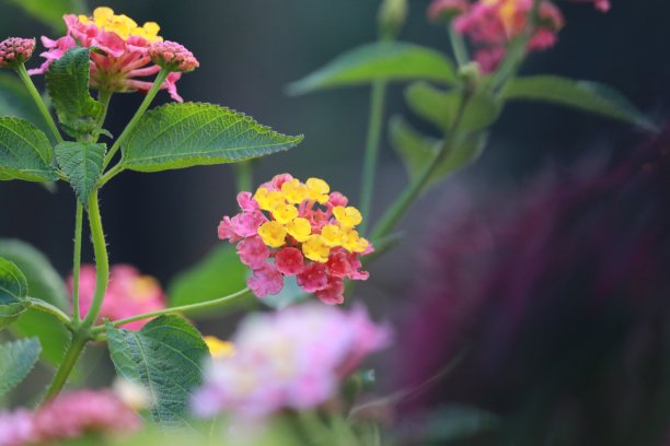 花蕊上授粉的蝴蝶