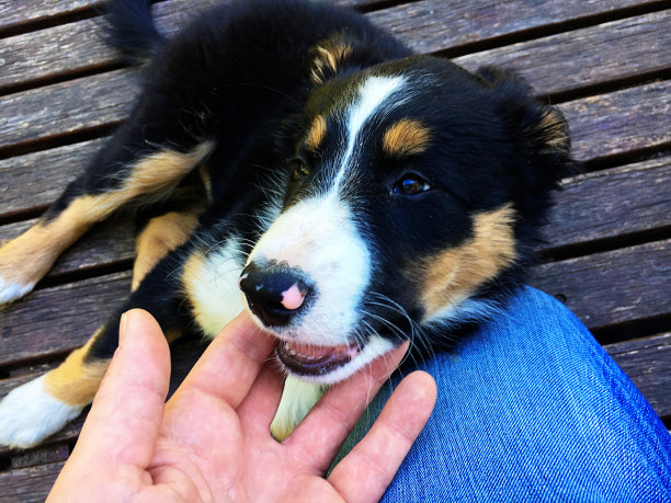 边境牧羊犬幼犬