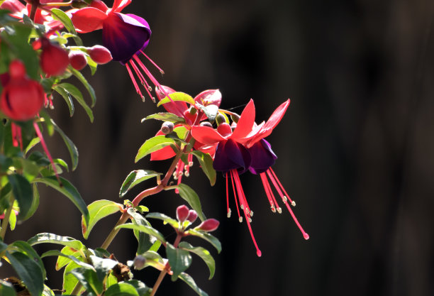 花盆花芯