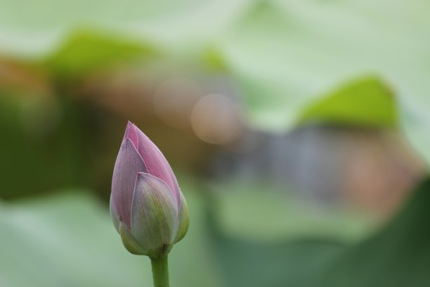 花园中的郁金香