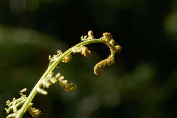 蚊子树