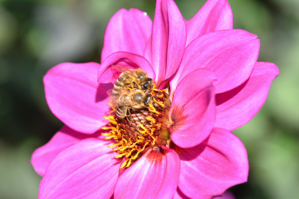 大丽花和蜜蜂