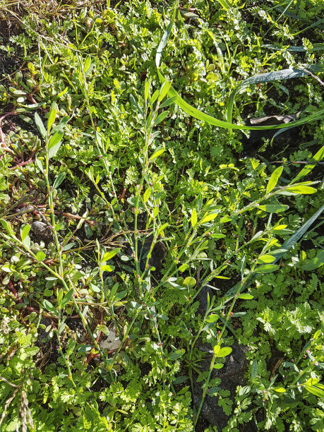 蓼科杂草portulaca图片