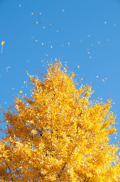 秋色银杏树