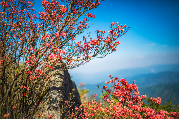 杜鹃花属