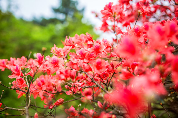 杜鹃花属