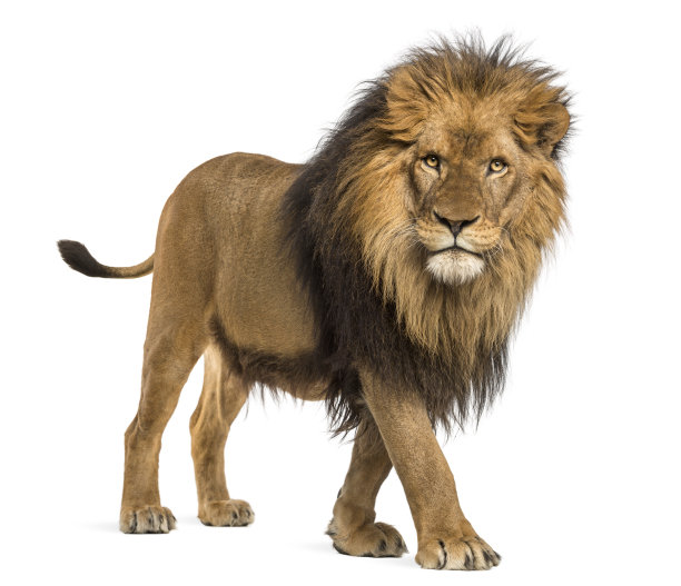 lion