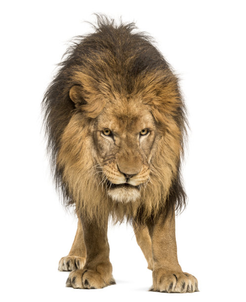 lion