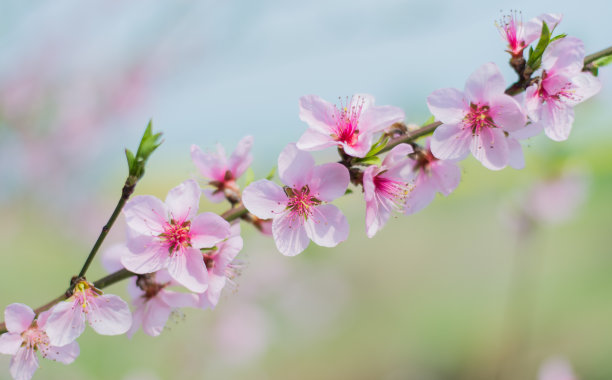 花粉缤纷