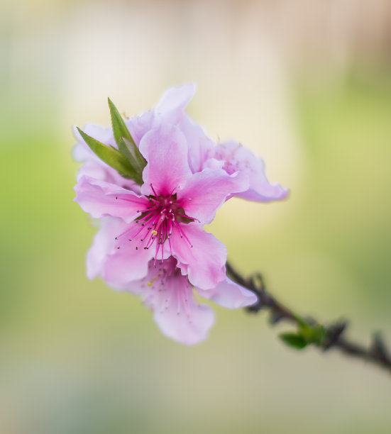 花粉缤纷