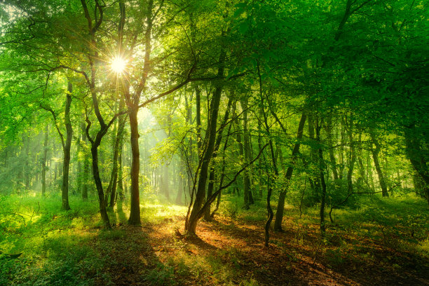 森林中的一缕阳光