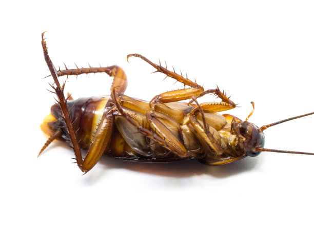 甲壳虫高清图片