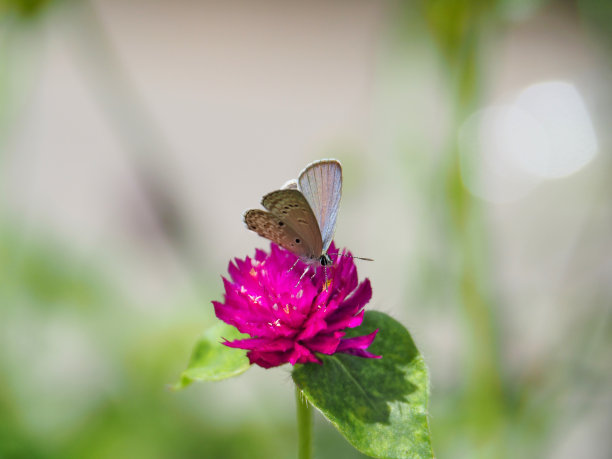 花蕊上授粉的蝴蝶
