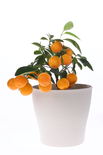 橘子盆栽