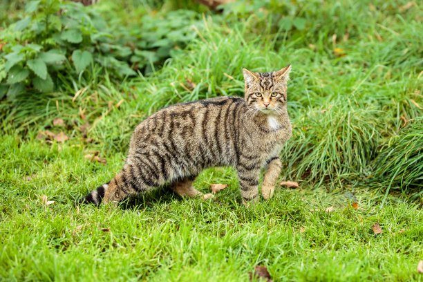 野猫