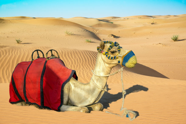 卧下的骆驼