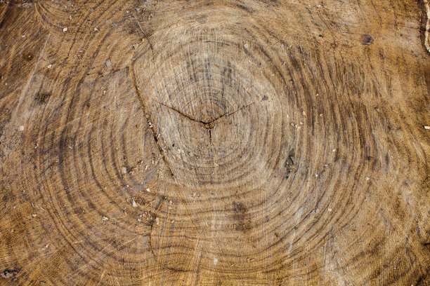 老树根木纹