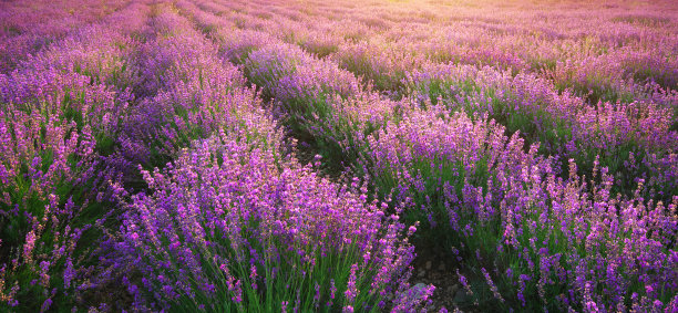 薰衣草田地