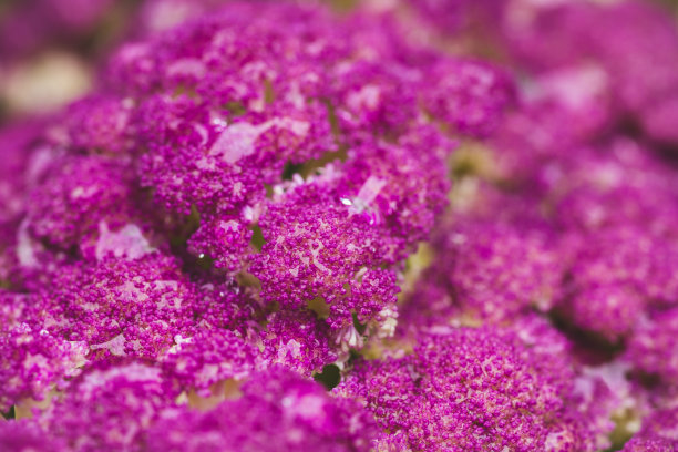 紫色菜花