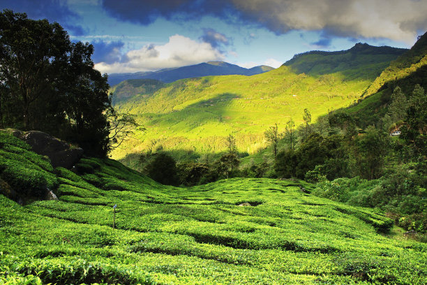 蓝天白云茶园景