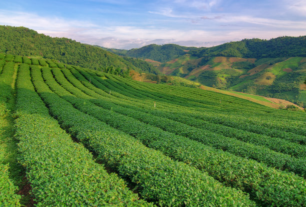 茶园,茶叶