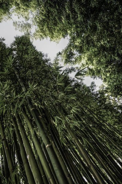 公园里的竹