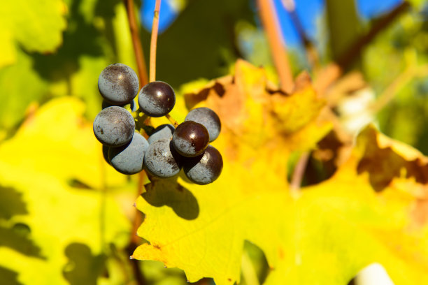 规模化葡萄种植