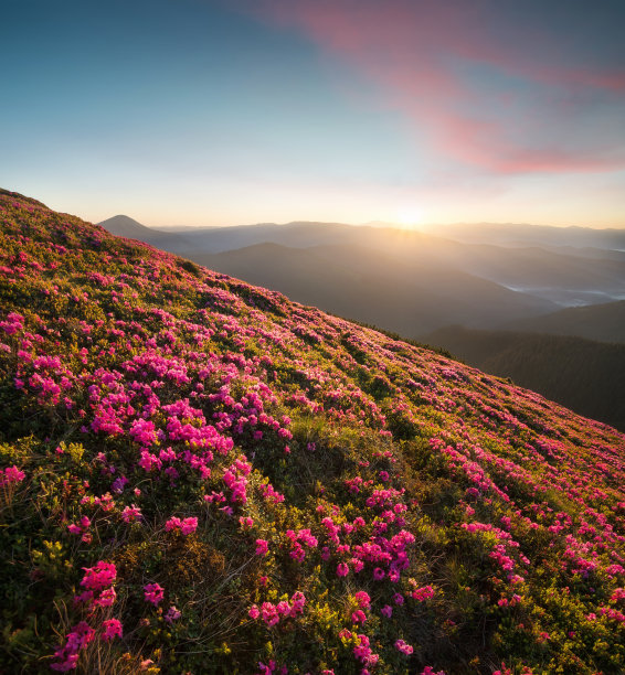 杜鹃花属