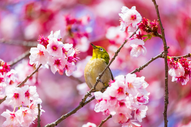 四季花海