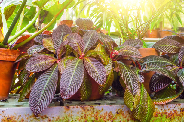 巴豆植物叶子