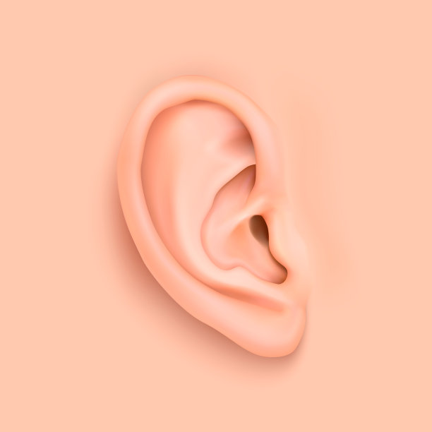 耳廓