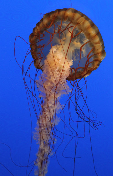 深的深海生物