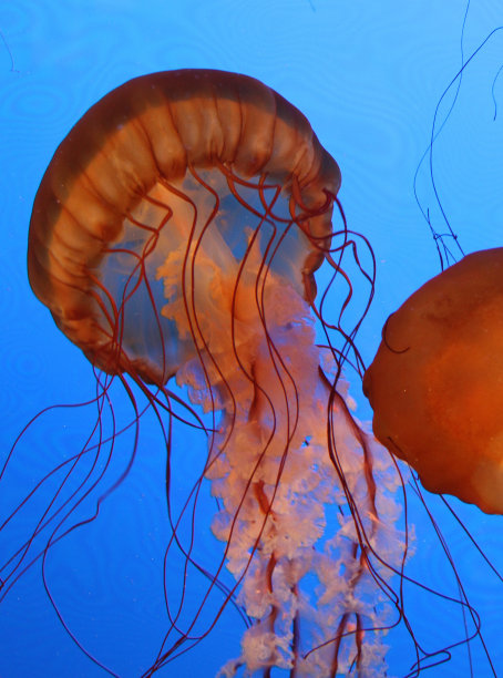 深的深海生物