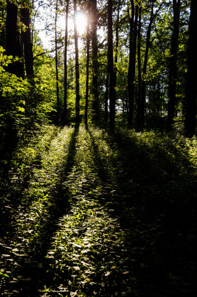 逆光照射的树林
