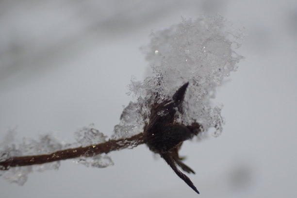 冰挂 水晶花