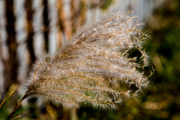 风中芒草