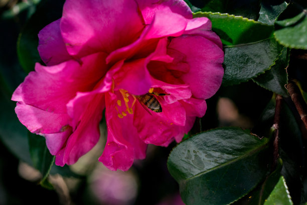 茶花,蜜蜂