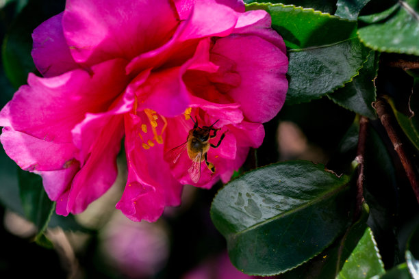 茶花,蜜蜂