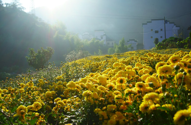 小菊花