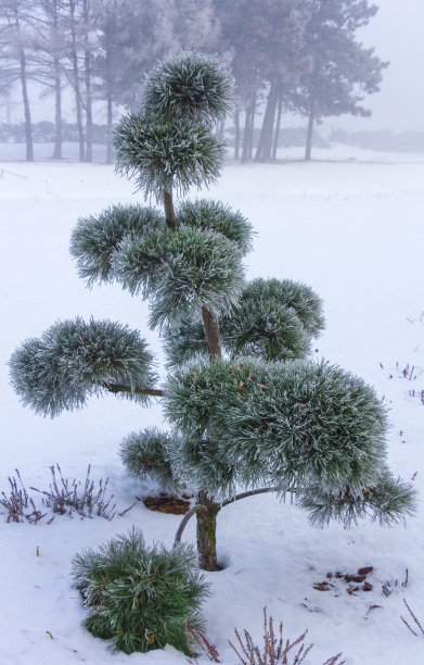 被大雪覆盖的植物