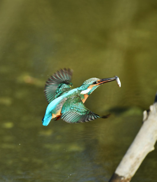 水上飘