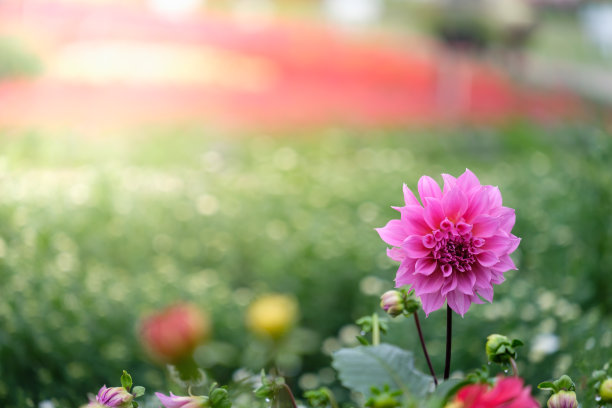 菊花高清图片