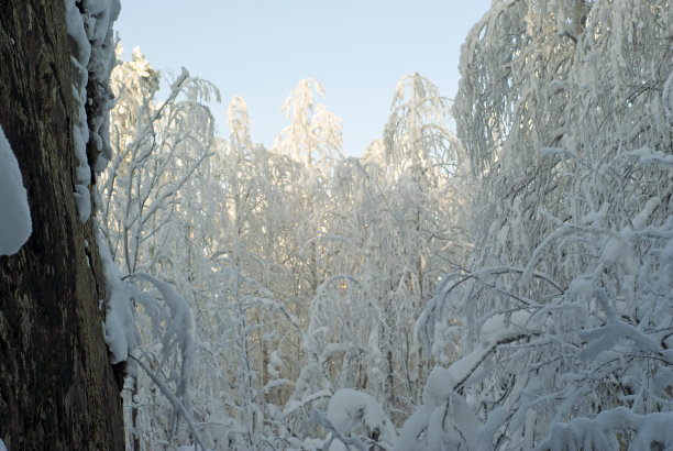 雪纺纱