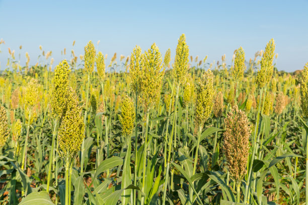 小米丰收季节