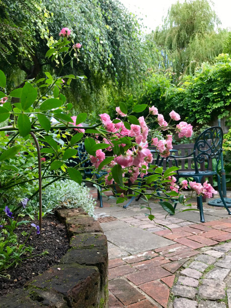 庭院玫瑰